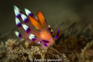 Coryphellina exoptata. I took a few to practice with the ... by Antonio Venturelli 